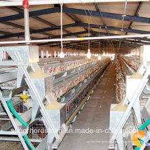 Equipo automático de aves de corral para pollos de engorde y capas